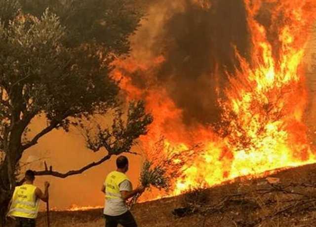 شيخ الأزهر يعزي الجزائر في ضحايا الحرائق.. صور