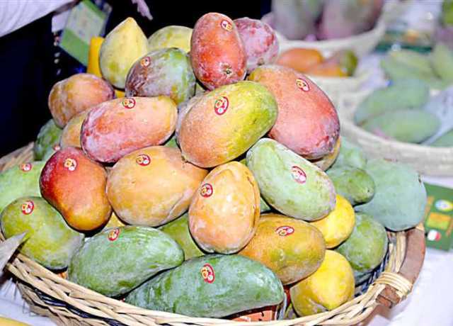 شعبة الفاكهة ترد علي شائعات «المانجو المسرطنة» بالأسواق