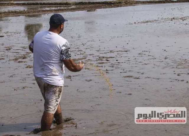 شعبة الأرز: الاستيراد متوقف حاليا لأن السعر الداخلي في مصر أرخص من الخارج