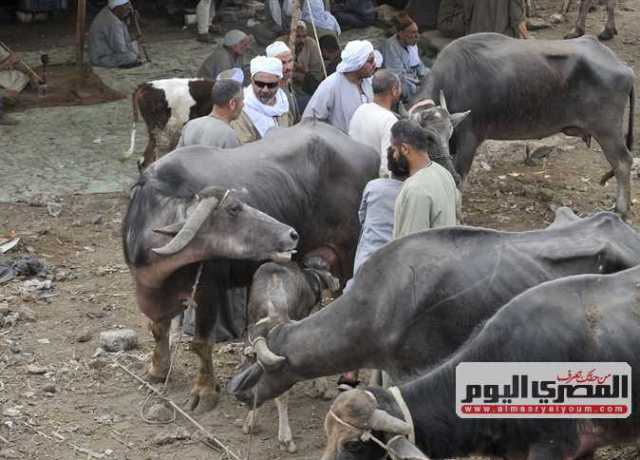 تحصين 70 ألف رأس ماشية ضد «الحمى القلاعية» و«الوادي المتصدع» في بني سويف