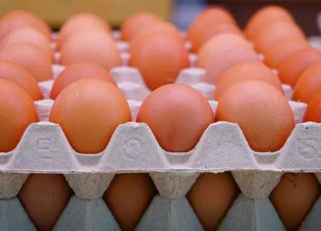 البيضة بـ4.15.. سعر كرتونة البيض «أبيض وأحمر وبلدي» اليوم الجمعة 14 يوليو بالمحال التجارية