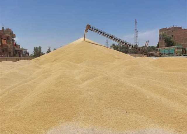 «غرفة صناعة الحبوب»: ارتفاع معدلات توريد القمح المحلي لـ 3.8 مليون طن حتى الآن