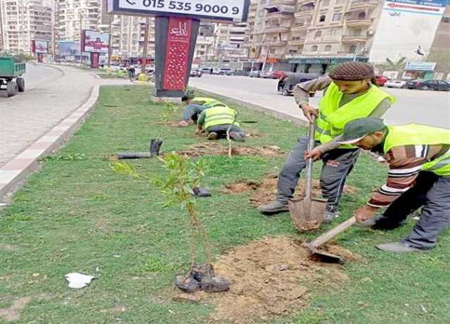 ضمن مبادرة «100 مليون شجرة».. زراعة أشجار مثمرة وأخرى للزينة في 3 مراكز بالمنيا