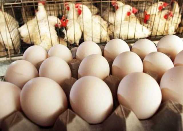 شعبة الغذاء: انخفاض في أسعار البيض لأول مرة