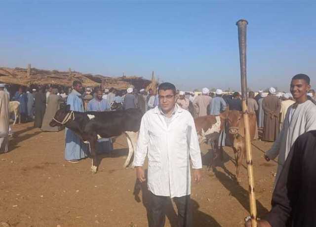 «بيطرى الأقصر»: استمرار أعمال التقصى النشط والتحصين ضد الأمراض بأسواق الماشية