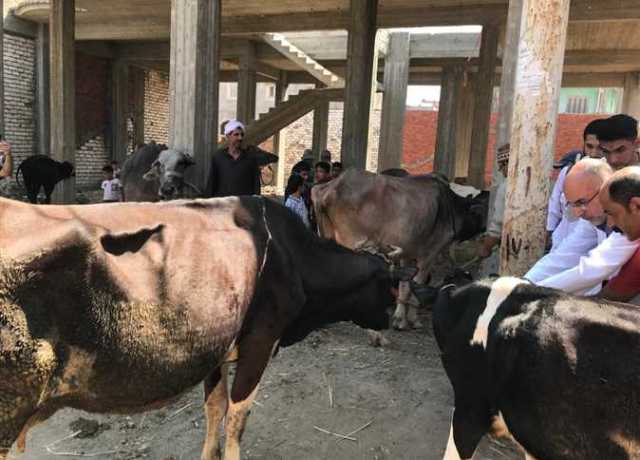 محافظ كفرالشيخ: تحصين 59 ألف رأس ماشية ضد الحمى القلاعية والوادي المتصدع