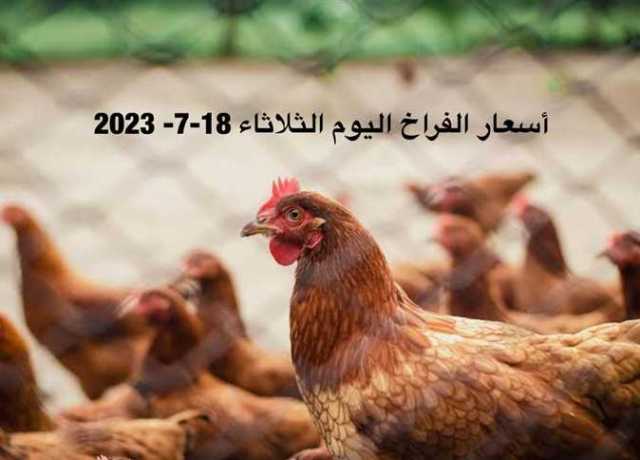 بشرة رأس السنة الهجرية.. انخفاض أسعار الفراخ اليوم الثلاثاء 18-7-2023 ببداية التعاملات