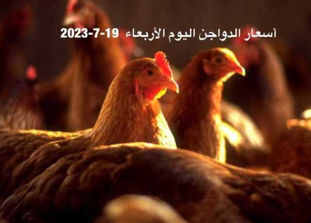أسعار الدواجن تواصل انخفاضها.. سعر الفراخ البيضاء اليوم الأربعاء في المزارع وللمستهلك