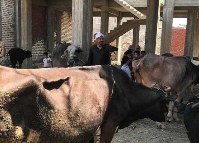 تحصين 110 ألف رأس ماشية ضد الحمى القلاعية والوادي المتصدع بكفر الشيخ