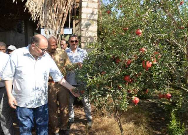 محافظ أسيوط يتفقد زراعات الرمان ويعلن إنشاء مجمع صناعات زراعية