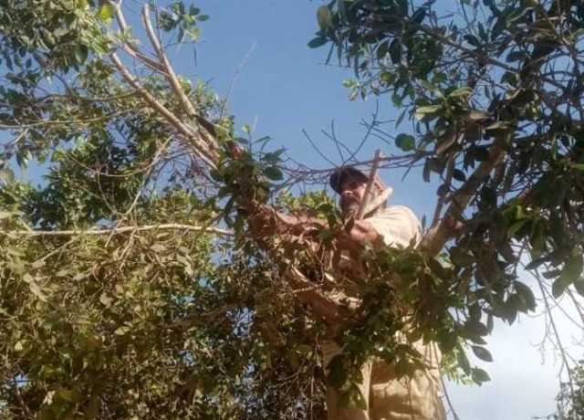 تهذيب وقص الأشجار واستمرار حملات النظافة ومكافحة الحشرات ببيلا كفر الشيخ