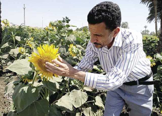 «عباد الشمس» يزين زراعات المنيا.. وأشجار «الرمان» تنتشر فى أسيوط