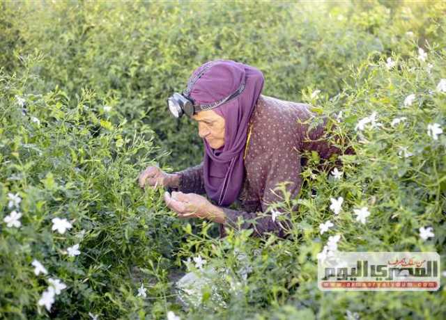 «شبرا بلولة» تحصد الياسمين على ضوء القمر