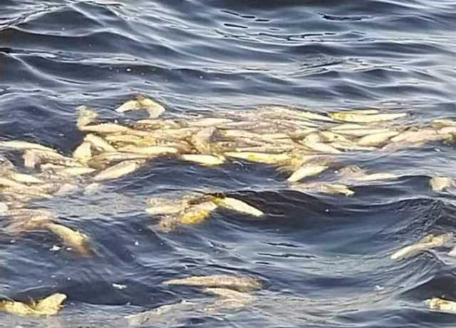 القومي لعلوم البحار والمصايد يكشف حقيقة نفوق أسماك البلطي والبوري في الإسكندرية