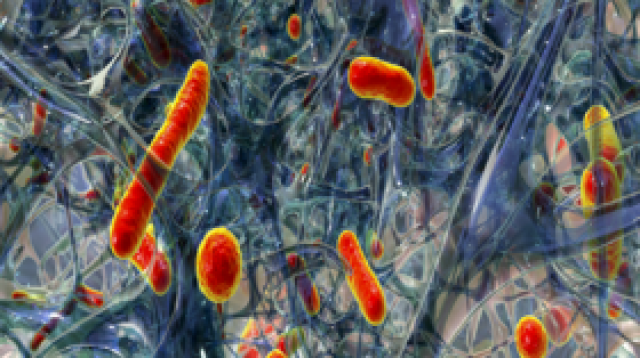 'فيروسات ودّية' قد تعالج أمراض الرئة المقاومة لمضادات الحيوية!