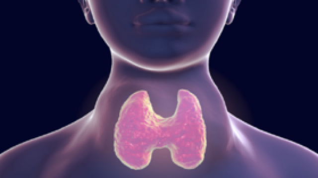 طبيب يوضح كيفية التعرف على أمراض الغدة الدرقية