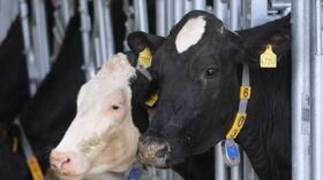 الجزائر تعلن إيقاف استيراد العجول والأبقار من فرنسا بسبب 'النزفية الوبائية'