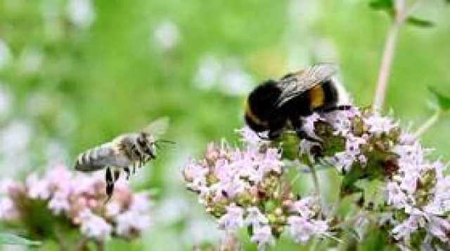 ٍسورة النحل تبهر باحثة أمريكية (فيديو)