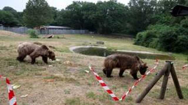 اليابان..الدببة تهاجم البشر