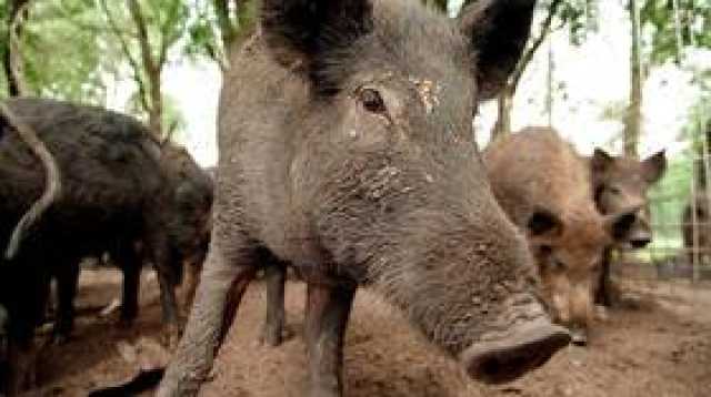 'الخنازير الخارقة' تهدد بغزو الولايات المتحدة