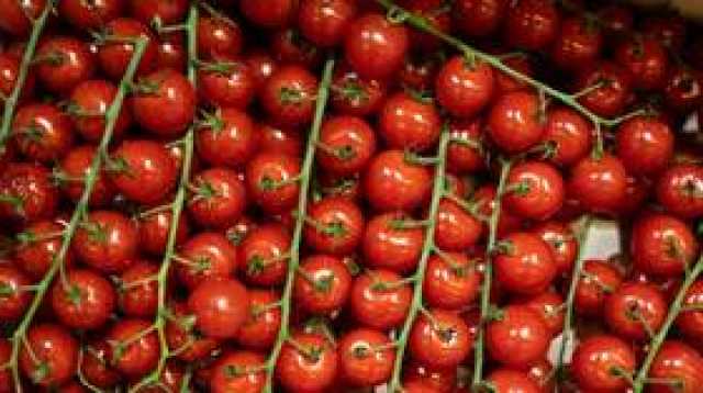 الطماطم الأردنية تتدفق على إسرائيل بعد توجيه 'طوفان الأقصى' ضربة للانتاج الزراعي الإسرائيلي
