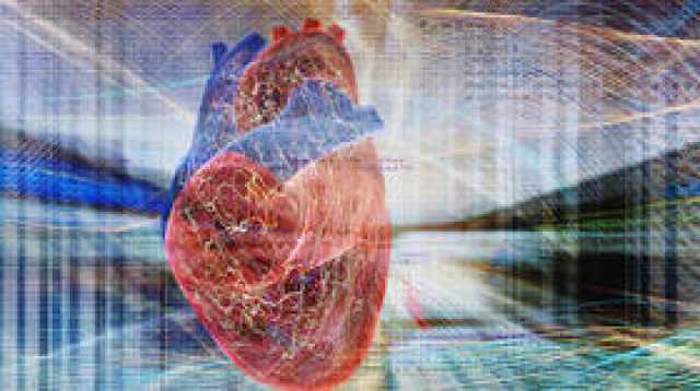 علماء يطورون 'قلبا حيويا نابضا' لدراسة اضطرابات القلب