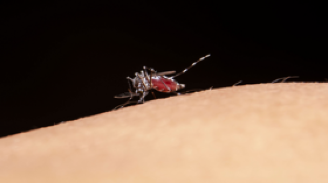 أول حملة تطعيم جماعية ضد الملاريا في إفريقيا