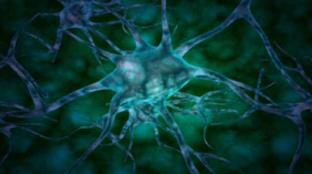 'خلايا زومبي' تكشف أسرار التعلم في الدماغ