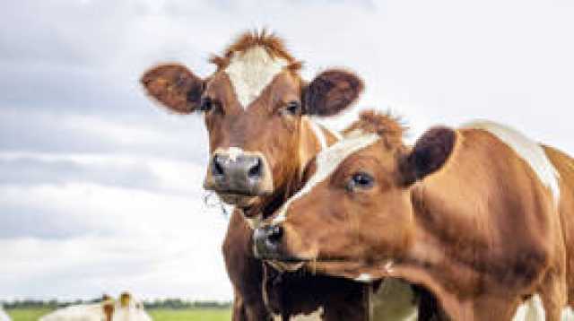 لإنقاذ كوكبنا.. مخترع 'الآيبود' اللبناني يحول تجشؤ البقر إلى ألماس!