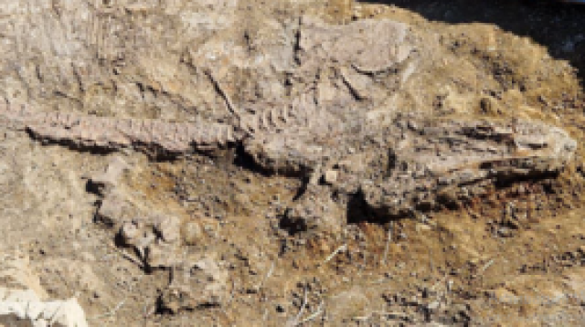 'اكتشاف فريد من نوعه'.. العثور على بقايا هيكل عظمي للإكتيوصور في منطقة سامارا الروسية