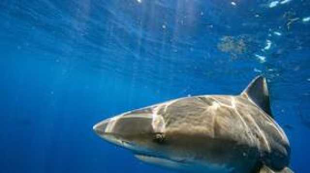 تحذيرات في مصر من أسماك القرش بسبب صورة على مواقع التواصل