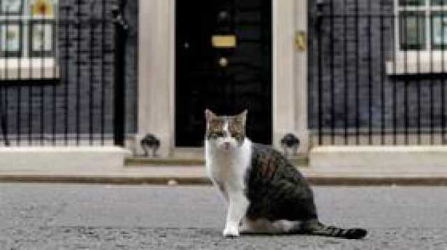 القط لاري يسخر رئيس الوزراء البريطاني