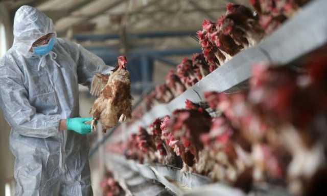 ‎تسجيل أول إصابة بإنفلونزا الطيور في صلاح الدين