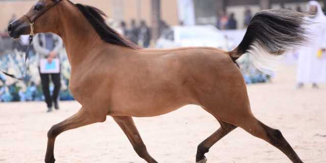 صور من افتتاح مهرجان سومر الدولي للخيل العربي الأصيل ببغداد