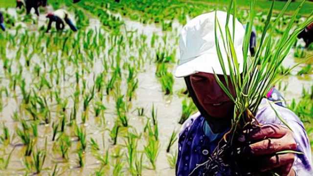 العراق يحظر زراعة الأرز والذرة الصفراء بسبب شح المياه