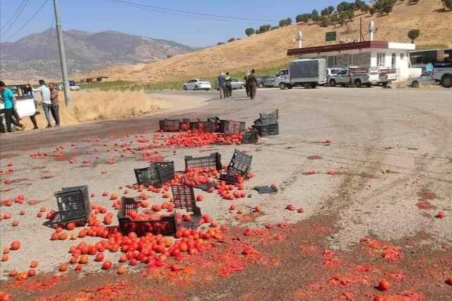 فلاحو السليمانية يرمون محصول ‘الطماطم’ بسبب استيراداها من خارج البلاد.. صور