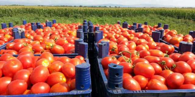 غضب في تركيا بسبب تصدير “طماطم” إلى إسرائيل