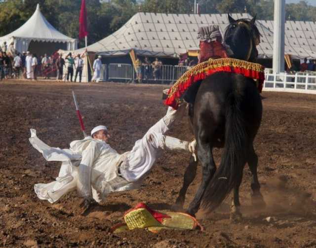 مقتل فارس في عرض للتبوريدة بموسم مولاي عبد الله أمغار بالجديدة