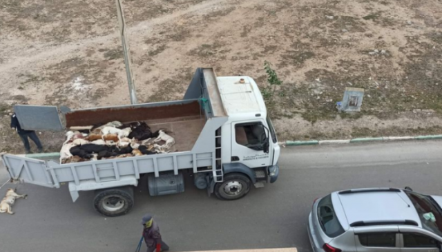 السلطات تنفي إطلاق حملة للقضاء على 3 ملايين من الكلاب الضالة بالمغرب