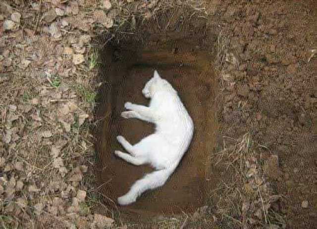 اعتقال حارس مقبرة بمراكش قام بدفن جثة قطة