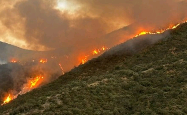 توسع رقعة الأقاليم المهددة بحرائق الغابات هذا الصيف