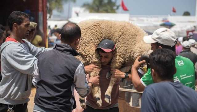 87 في المائة من الأسر المغربية تمارس شعيرة عيد الأضحى