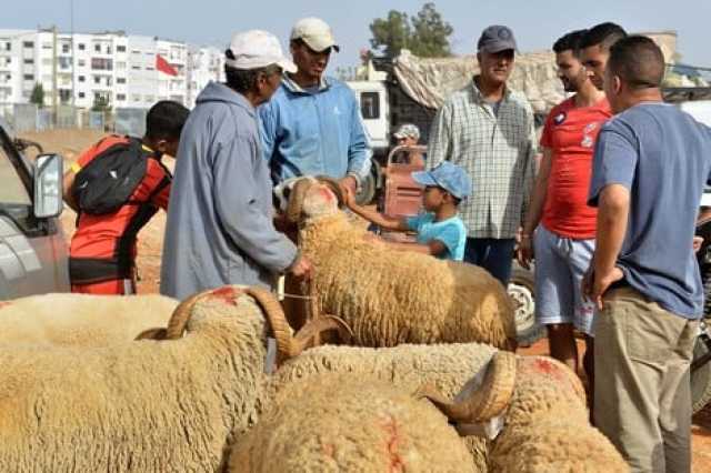 تسعيرة “السّنك” تدفع الكسابة لمقاطعة أسواق الأضاحي بالرباط