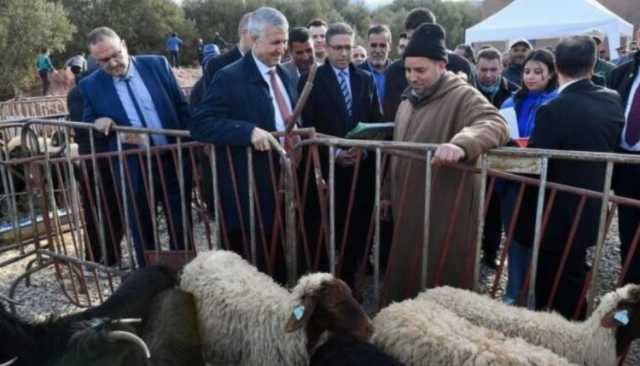 مطالب بالتحقيق حول مصير الأغنام التي وزعها وزير الفلاحة السابق على متضرري الزلزال