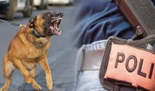 مختل عقليا مسلح يهاجم مواطنين وعناصر أمنية بواسطة كلب شرس والشرطة تطلق النار