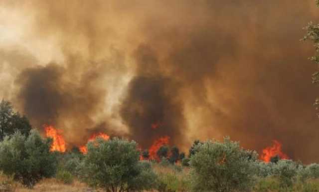 السجن والغرامة لشخص أدين بإضرام النار في غابة بالحسيمة