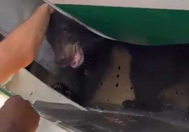 دب هارب يثير الرعب داخل طائرة بدبي (فيديو)
