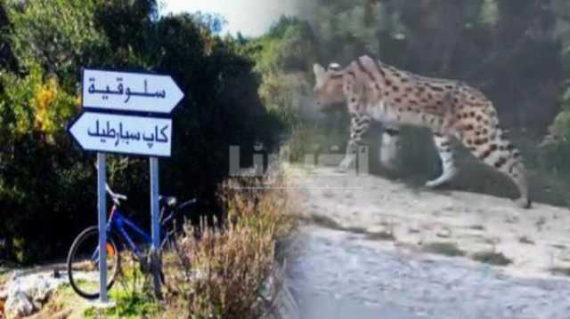 مستجدات واقعة شبيه النمر الذي روع زوار غابة السلوقية ضواحي طنجة