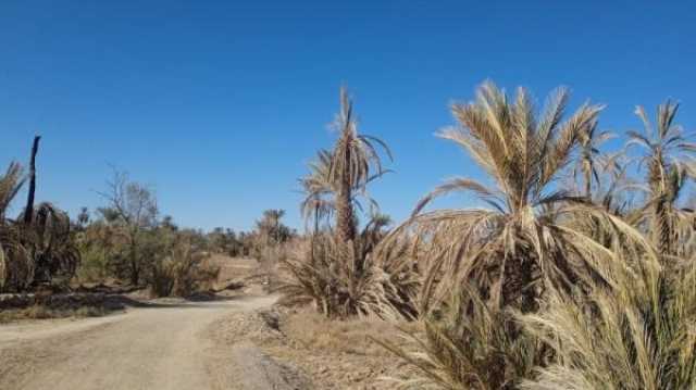 ساكنة أكبر واحة بالمغرب تطلق نداء استغاثة بعدما وصل الجفاف إلى درجة غير مسبوقة