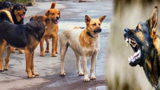 طفل صغير بالصخيرات يفلت بأعجوبة من أنياب كلاب ضالة والحادث يحرك غضب الساكنة